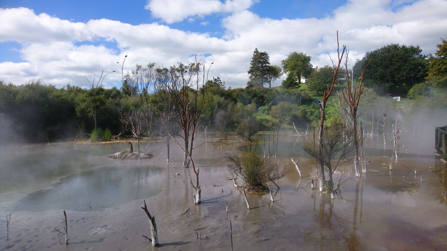 Geothermal area with steam rising from a pond, surrounded by trees and greenery under a blue sky.